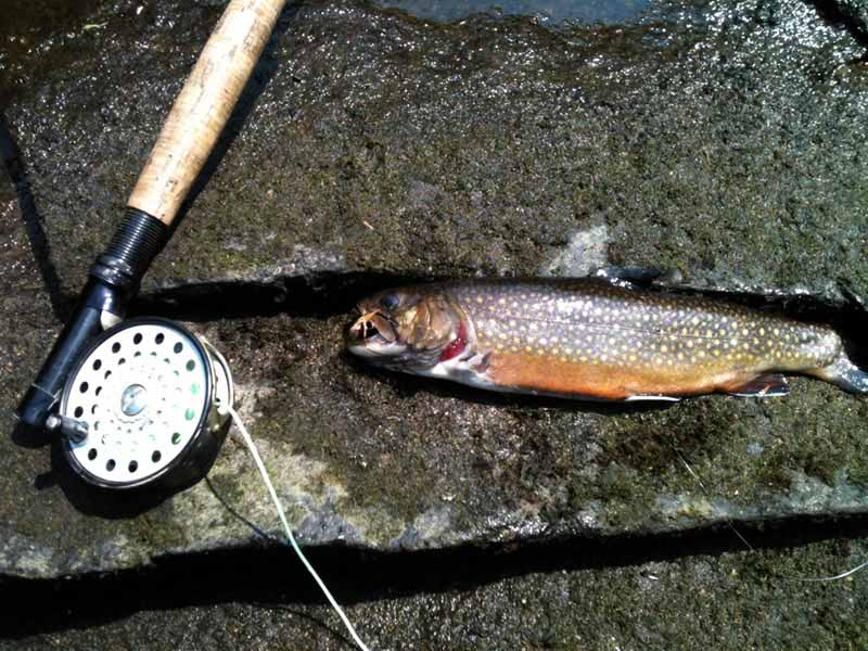 Fly rod St. Croix 9 wt, orvis reel - sporting goods - by owner - sale -  craigslist